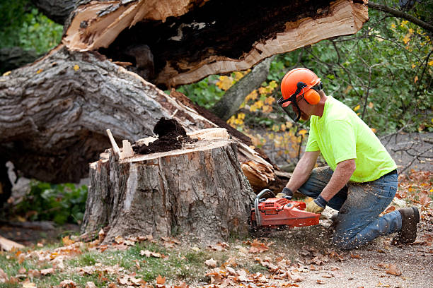 Best Lawn Dethatching  in Lawai, HI