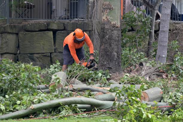 Trusted Lawai, HI Tree Care Services Experts